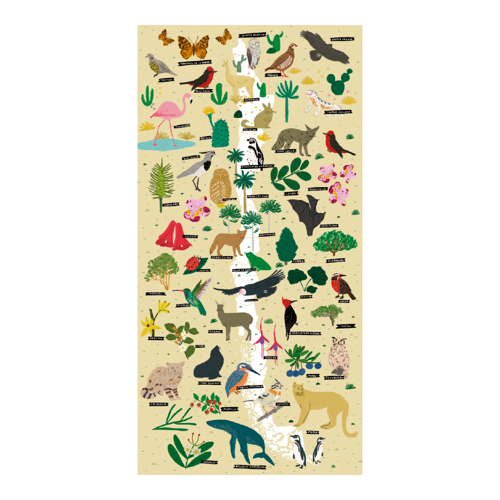 Póster/ Mapa Ilustrado Flora y Fauna  de Chile 50x70