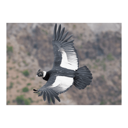 Puzzle Condor 1000 Piezas