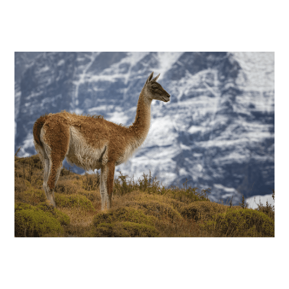 Puzzle Guanaco 1000 Piezas