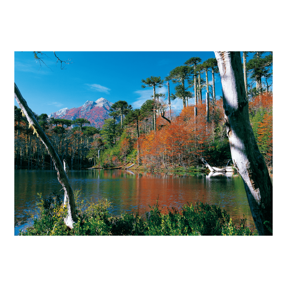 Puzzle Parque Nacional Huerquehue (Otoño) 1000 Piezas